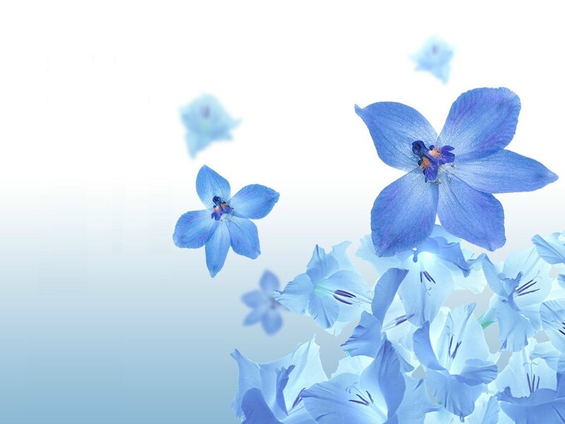 blue flowers on white background