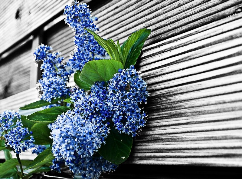 Blue Flowers on Wood — Calm, Photograph, Leaves