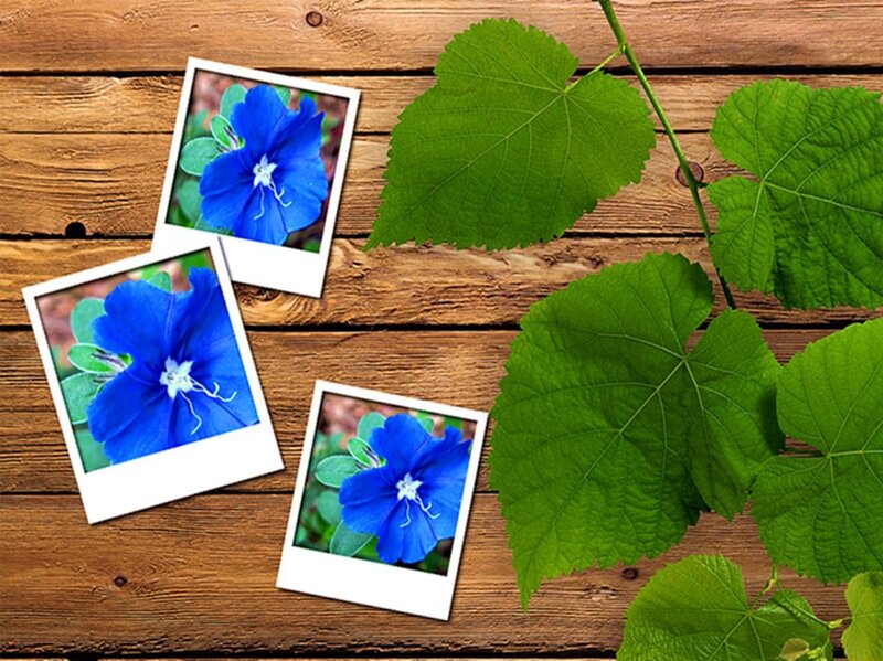 Blue Flowers on Wood — Calm, Photograph, Photos