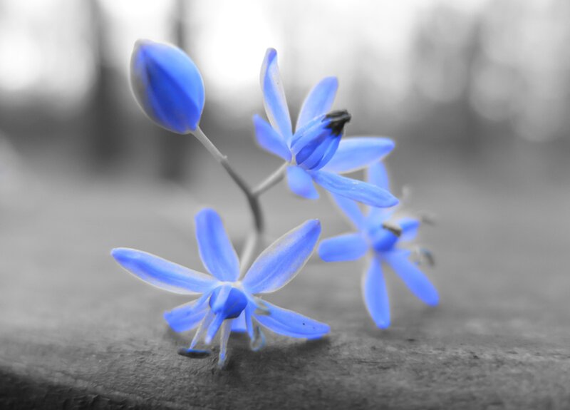 Blue Flowers on Wood — Serene, Photograph, Flower