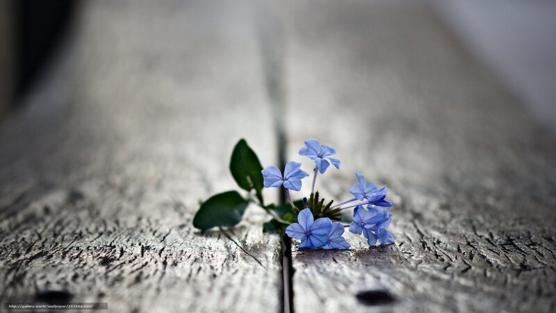 Blue Flowers on Wood — Serene, Photograph, Leaves