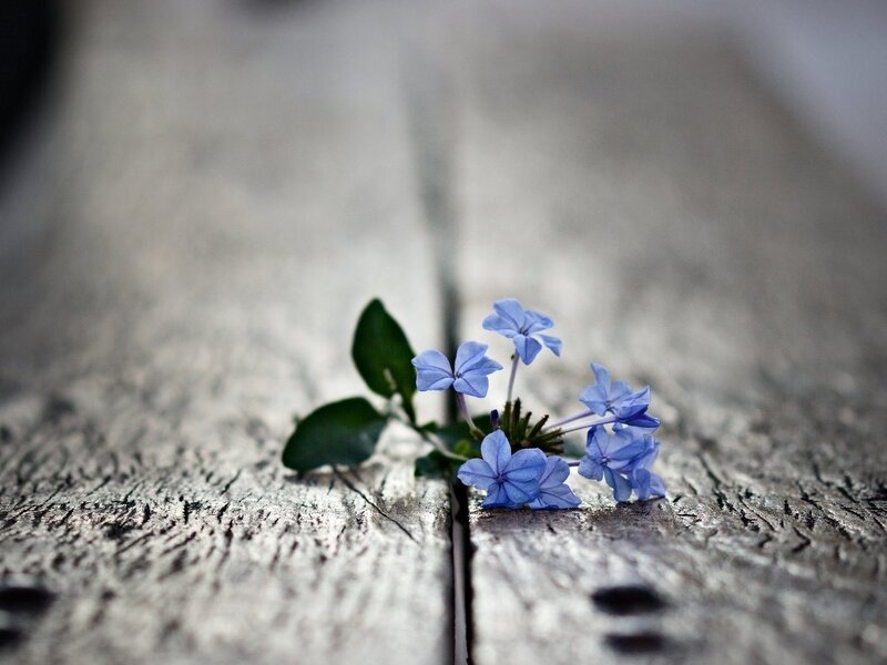 Blue Flowers on Wood — Serene