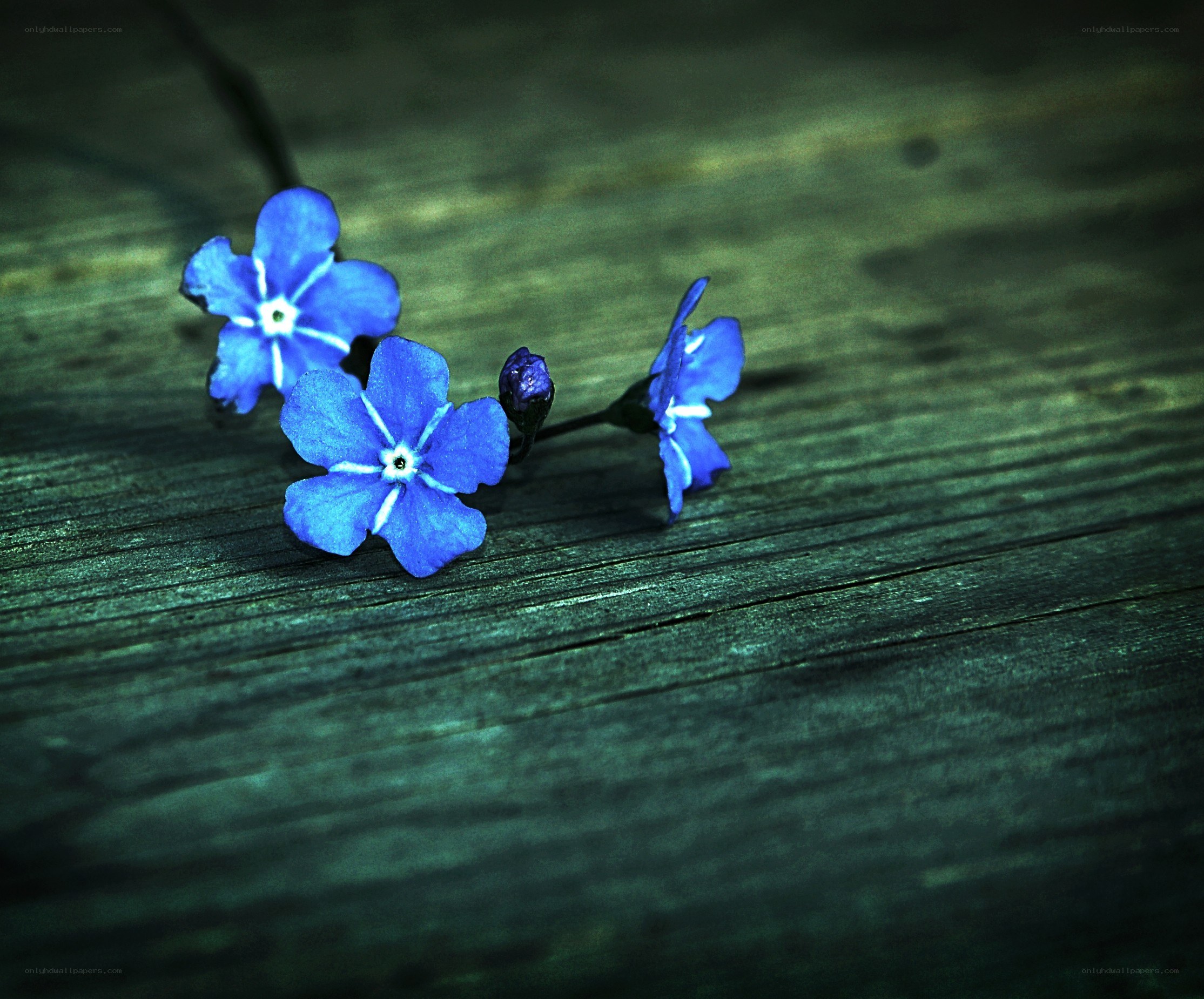 blue flowers on wood