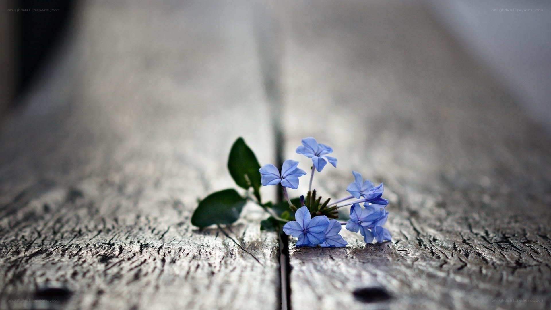 Blue flowers on wooden surface