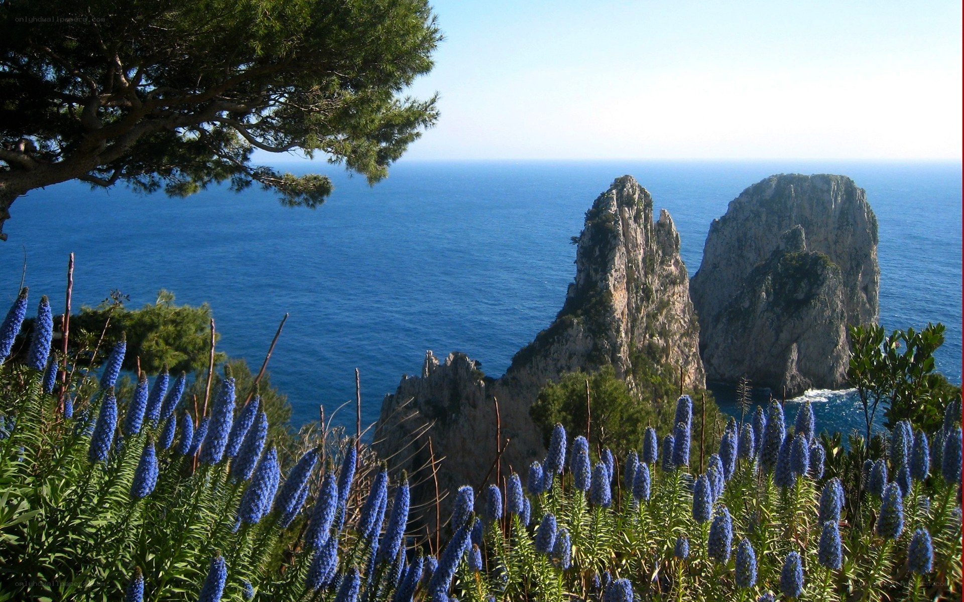 Blue flowers overlooking sea cliffs