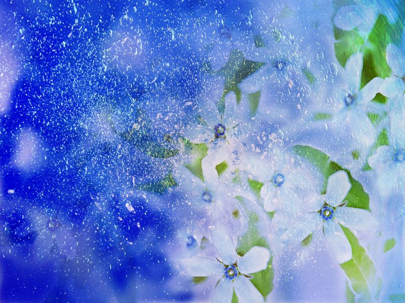 Blue Flowers Through Glass — Serene