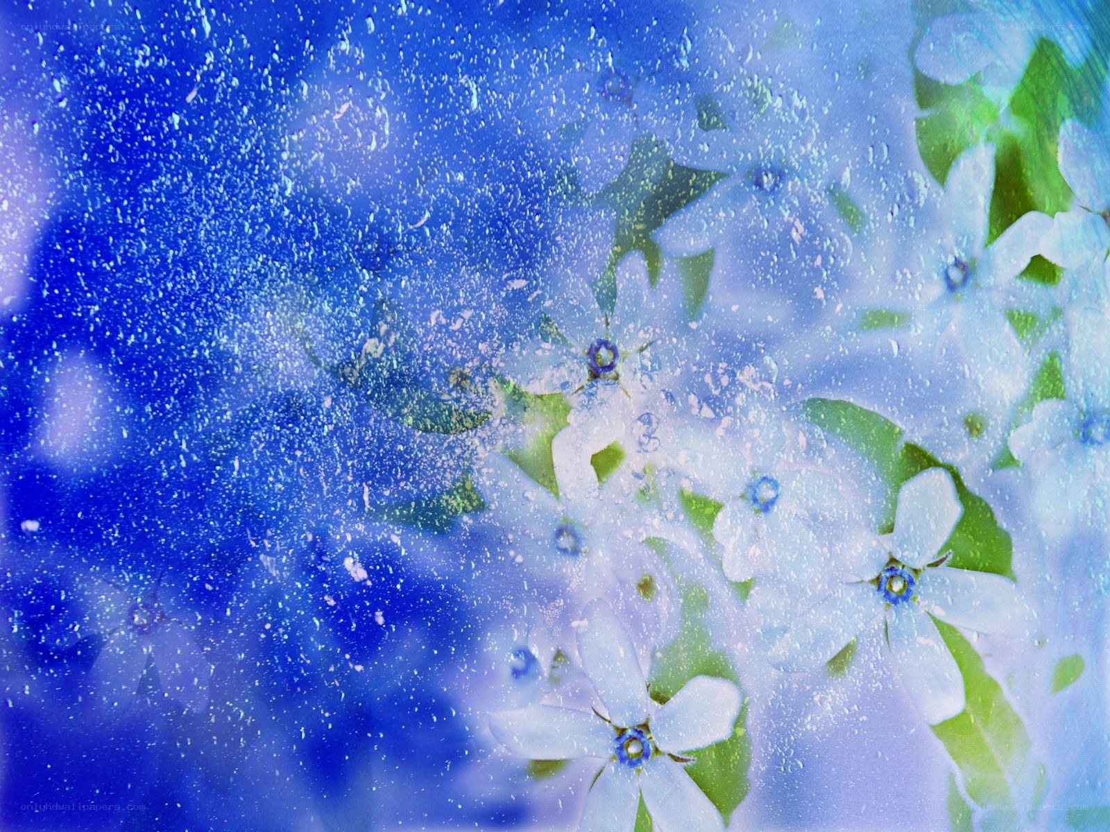 Blue flowers through raindrops