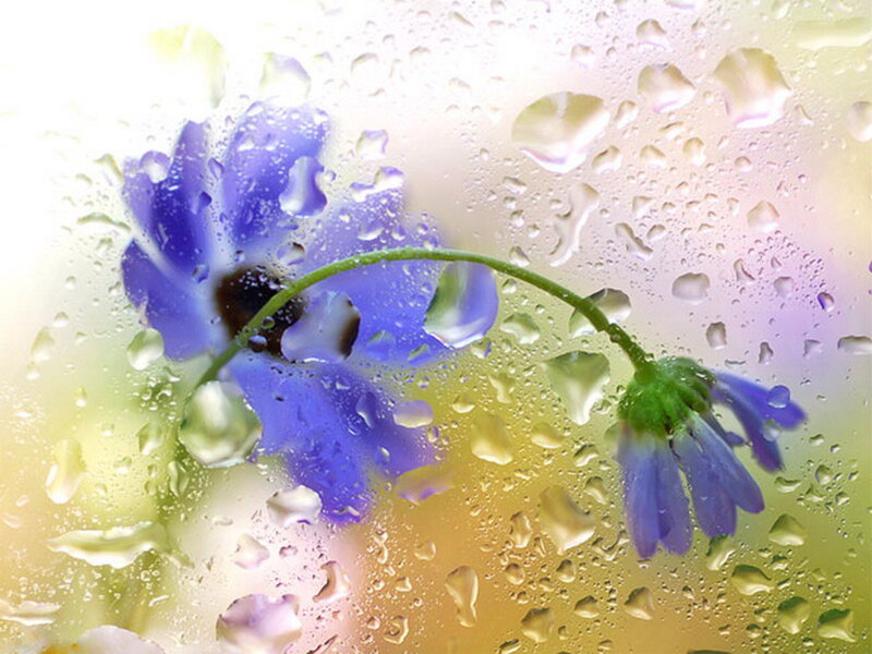 Blue flowers through raindrops