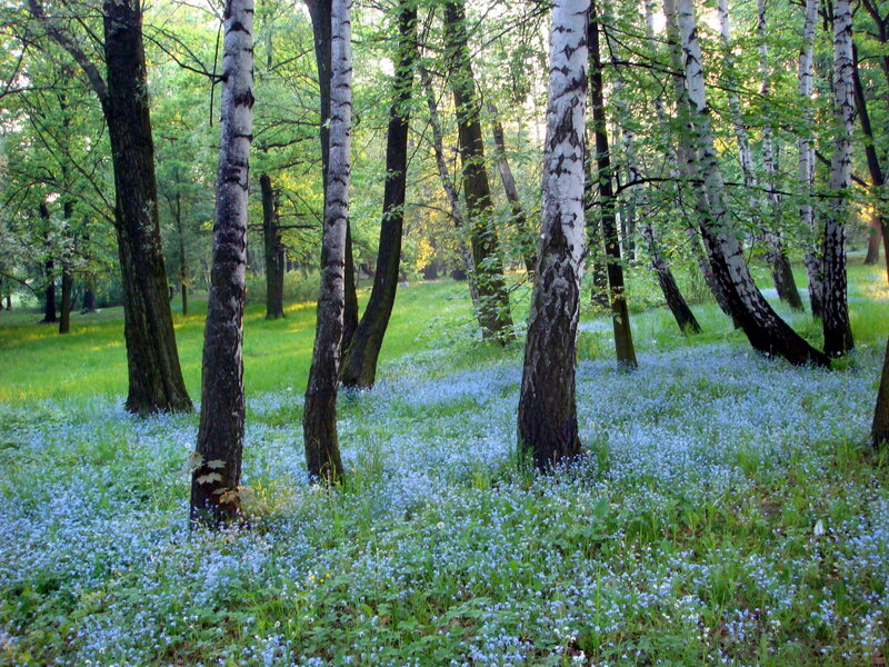 Blue Flowers under Birch Trees