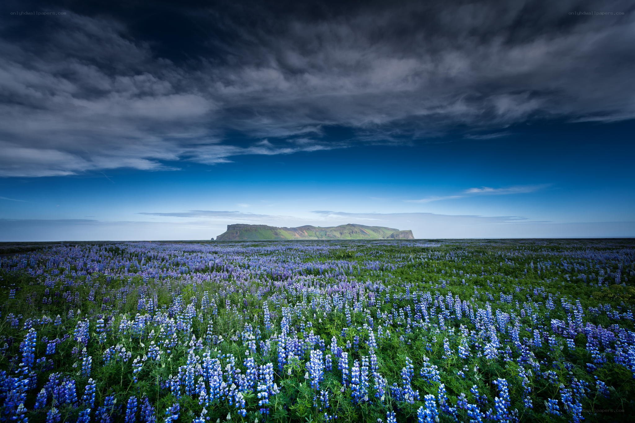 Blue flowers under stormy sky