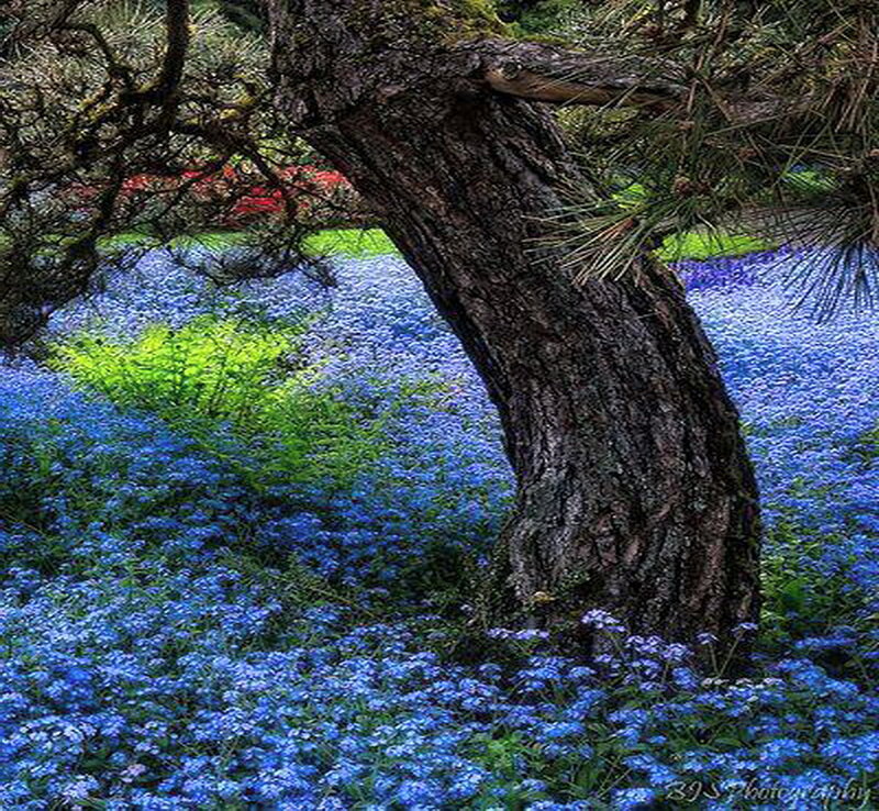 Blue Flowers under Tree — Serene