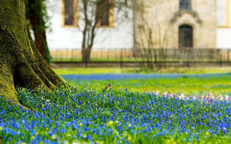 Blue Flowers under Tree