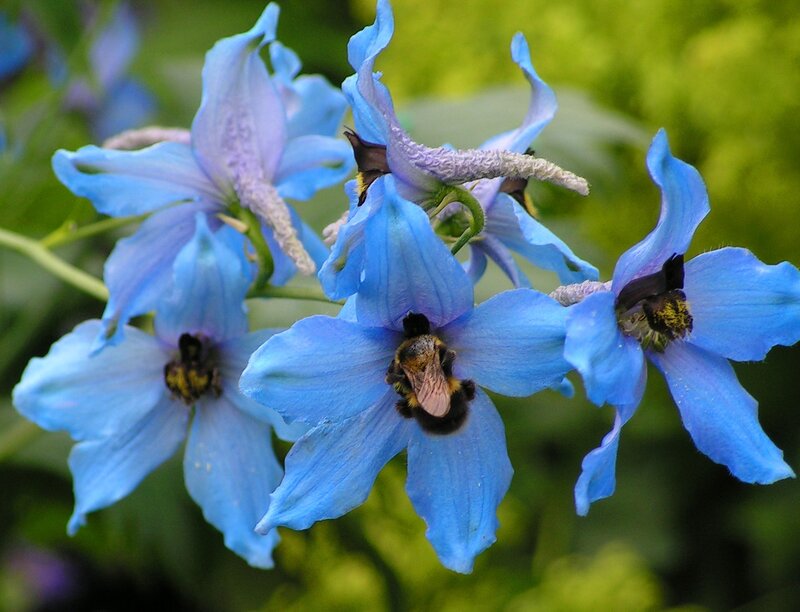 Blue flowers with a bee