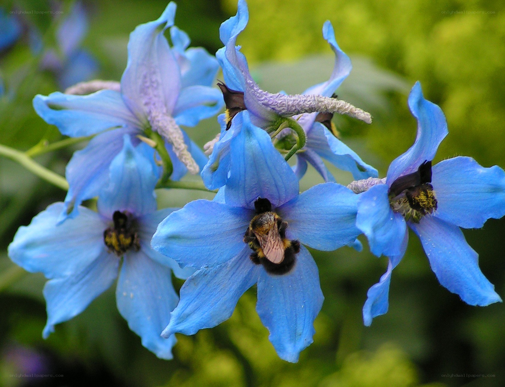 Blue flowers with a bee
