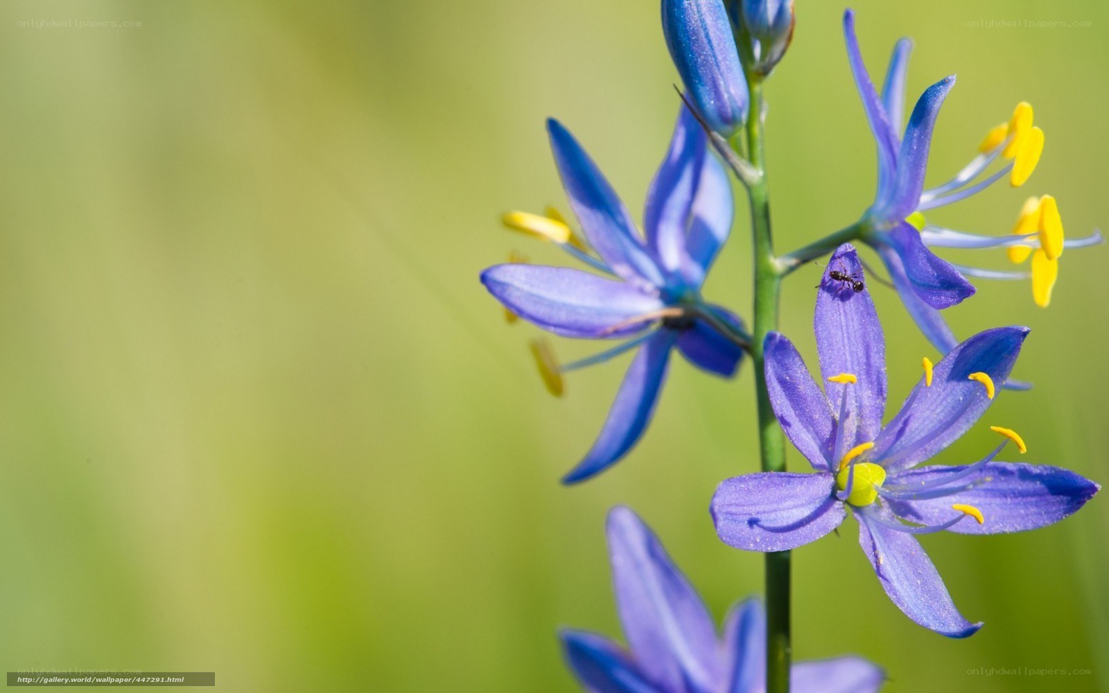 Blue flowers with an ant