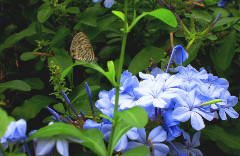 Blue Flowers with Butterfly — Calm