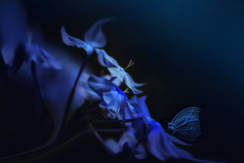 Blue Flowers with Butterfly — Serene