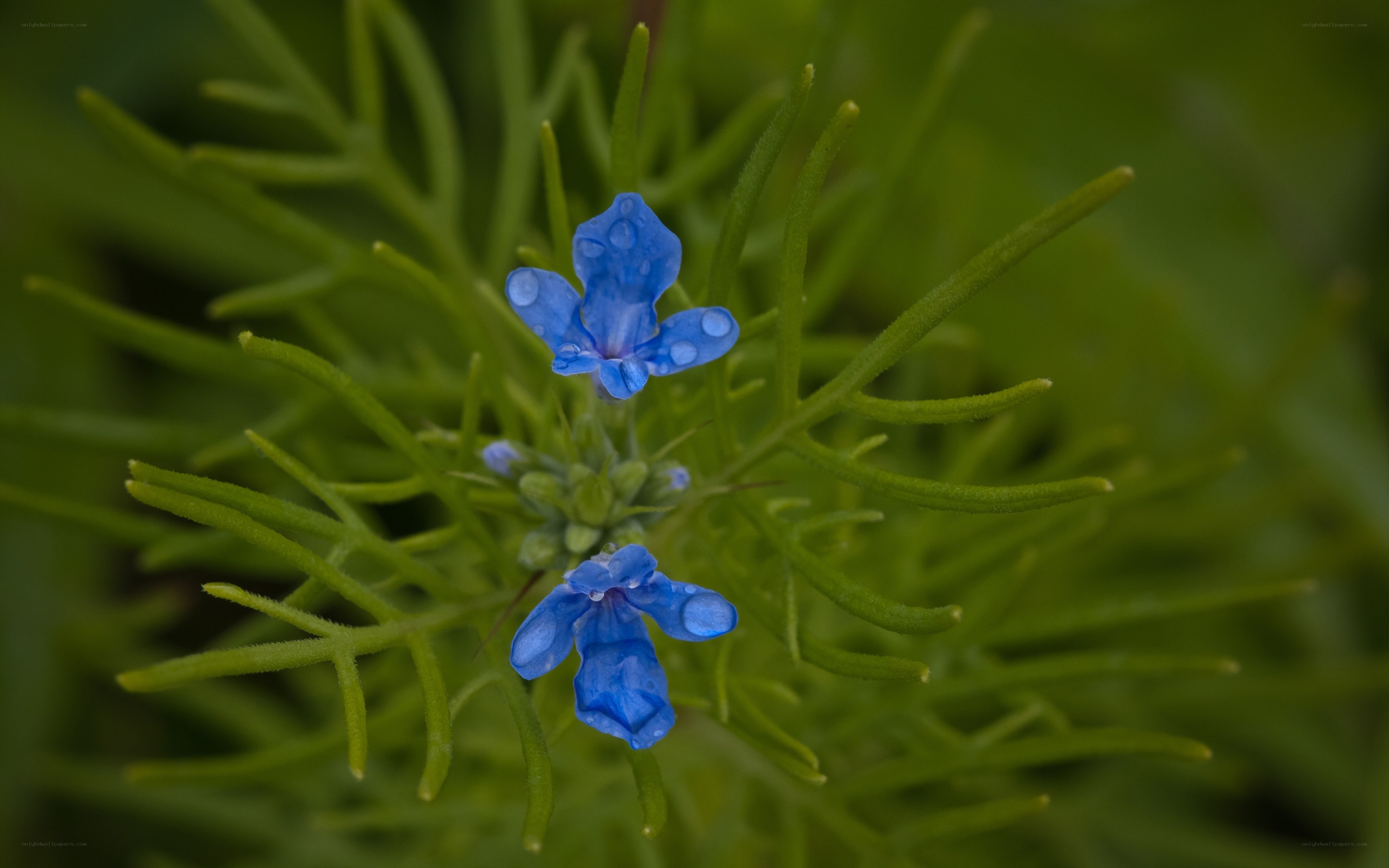 Blue flowers with dew drops
