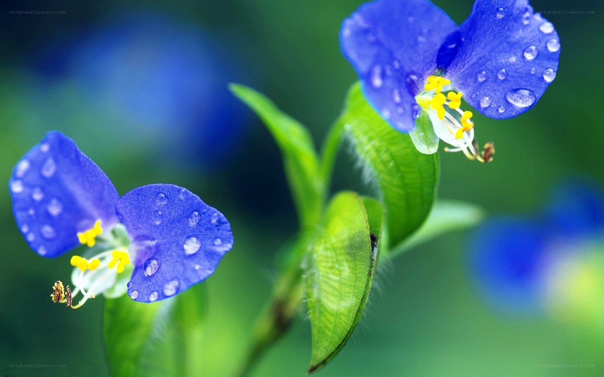 Blue flowers with dew drops