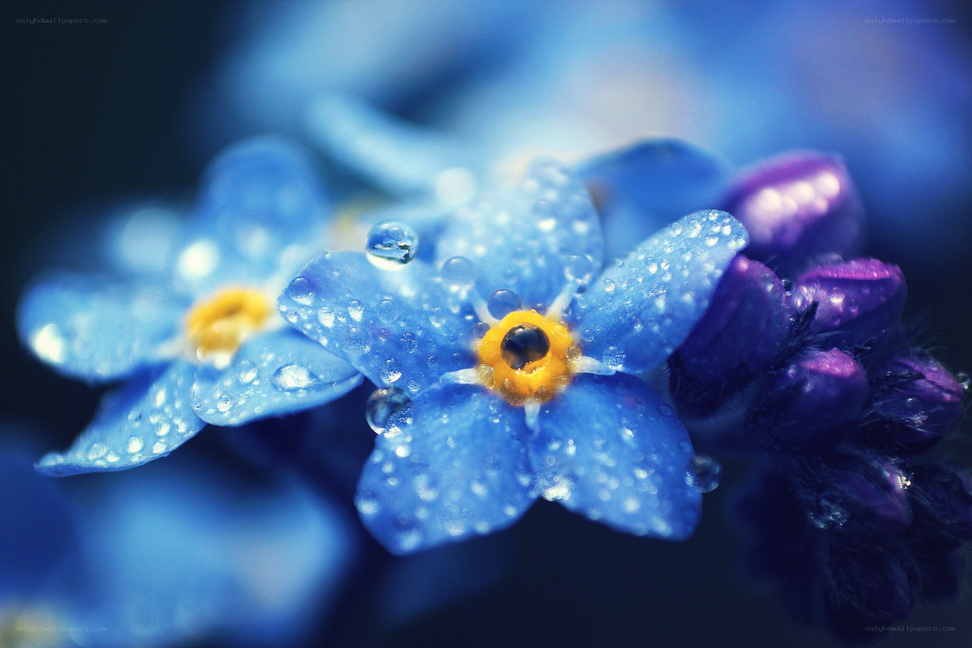 Blue flowers with dew drops