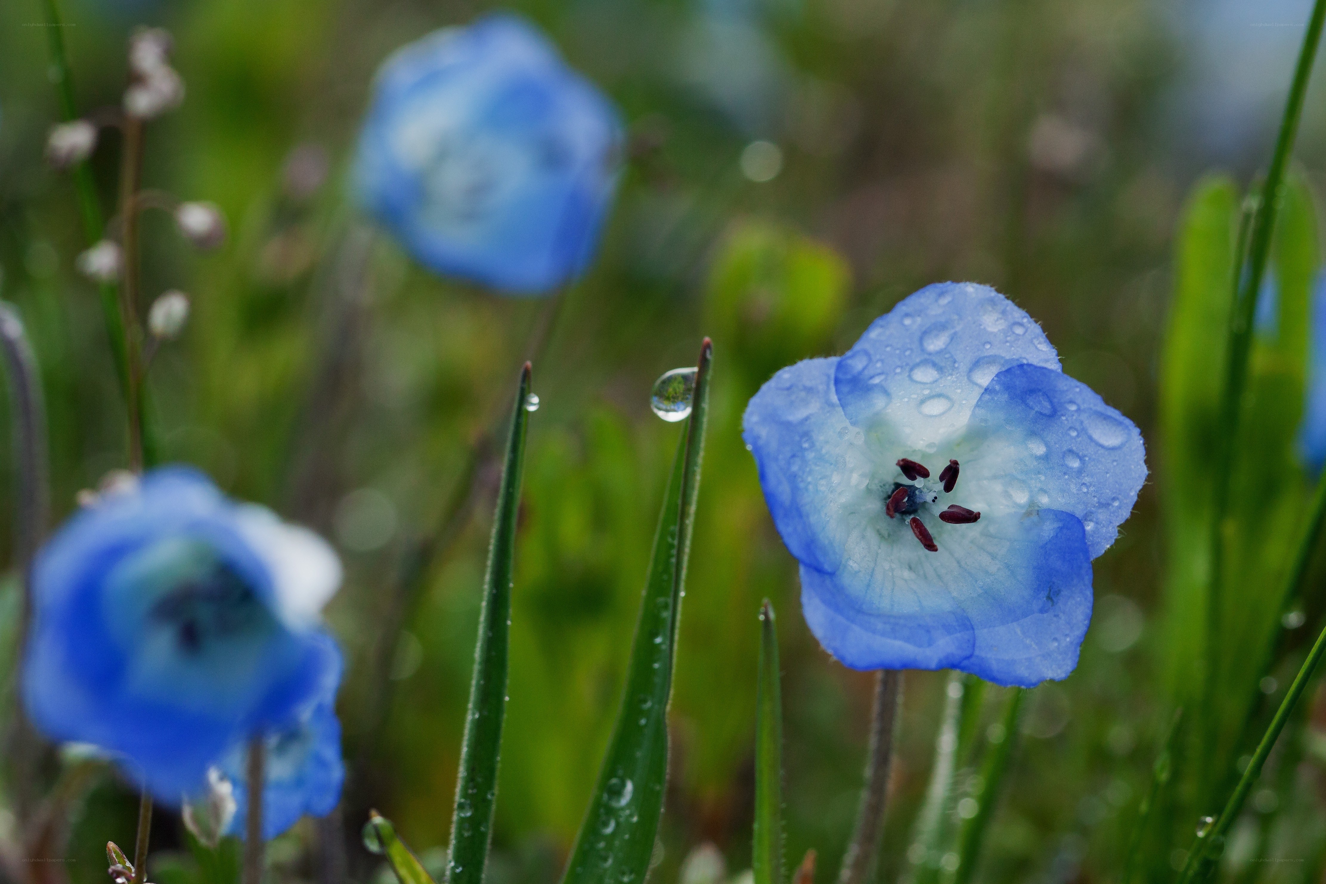 Blue flowers with dew drops
