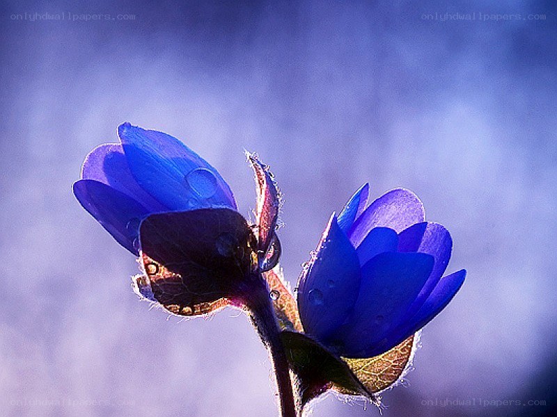 Blue flowers with dew drops