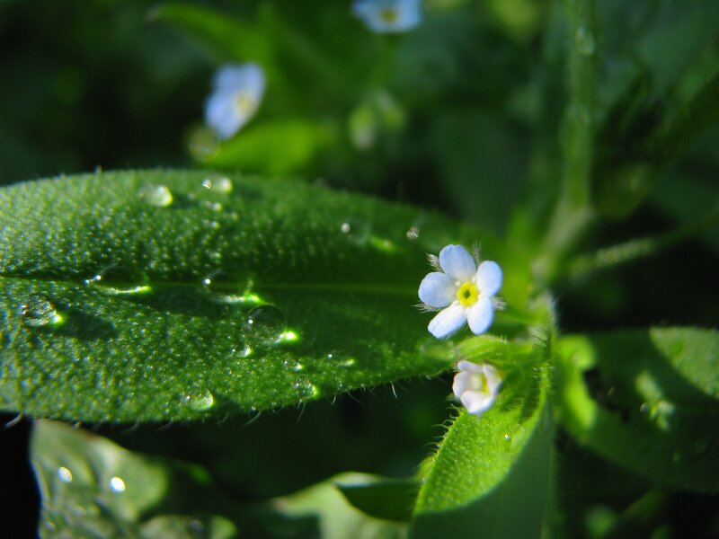 Blue flowers with dew drops
