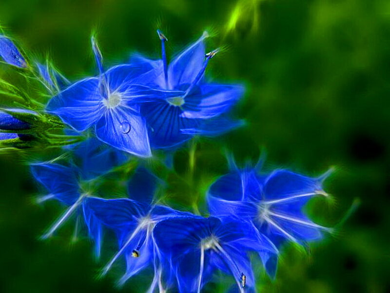 Blue Flowers with Dew — Serene, Digital Art