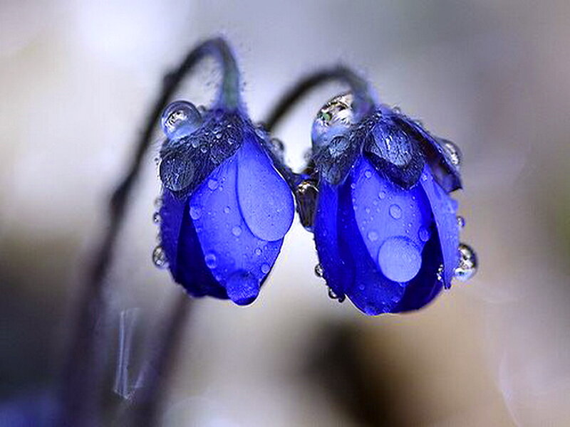 Blue Flowers with Dew — Serene, Morning