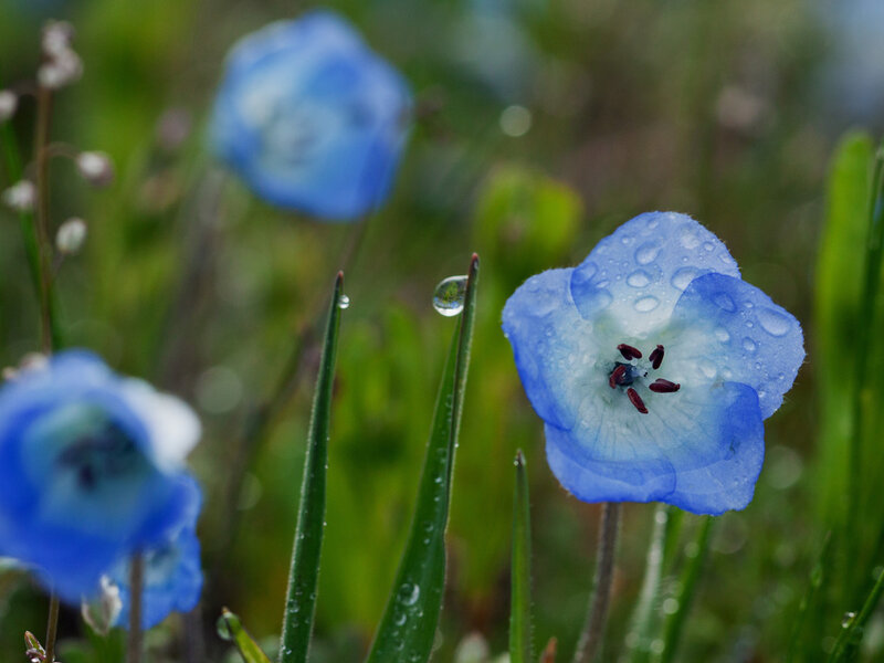 Blue Flowers with Dew — Serene