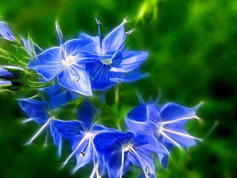 Blue Flowers with Dew