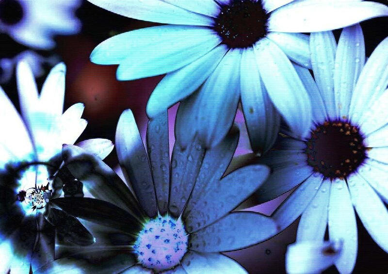 Blue flowers with digital effect