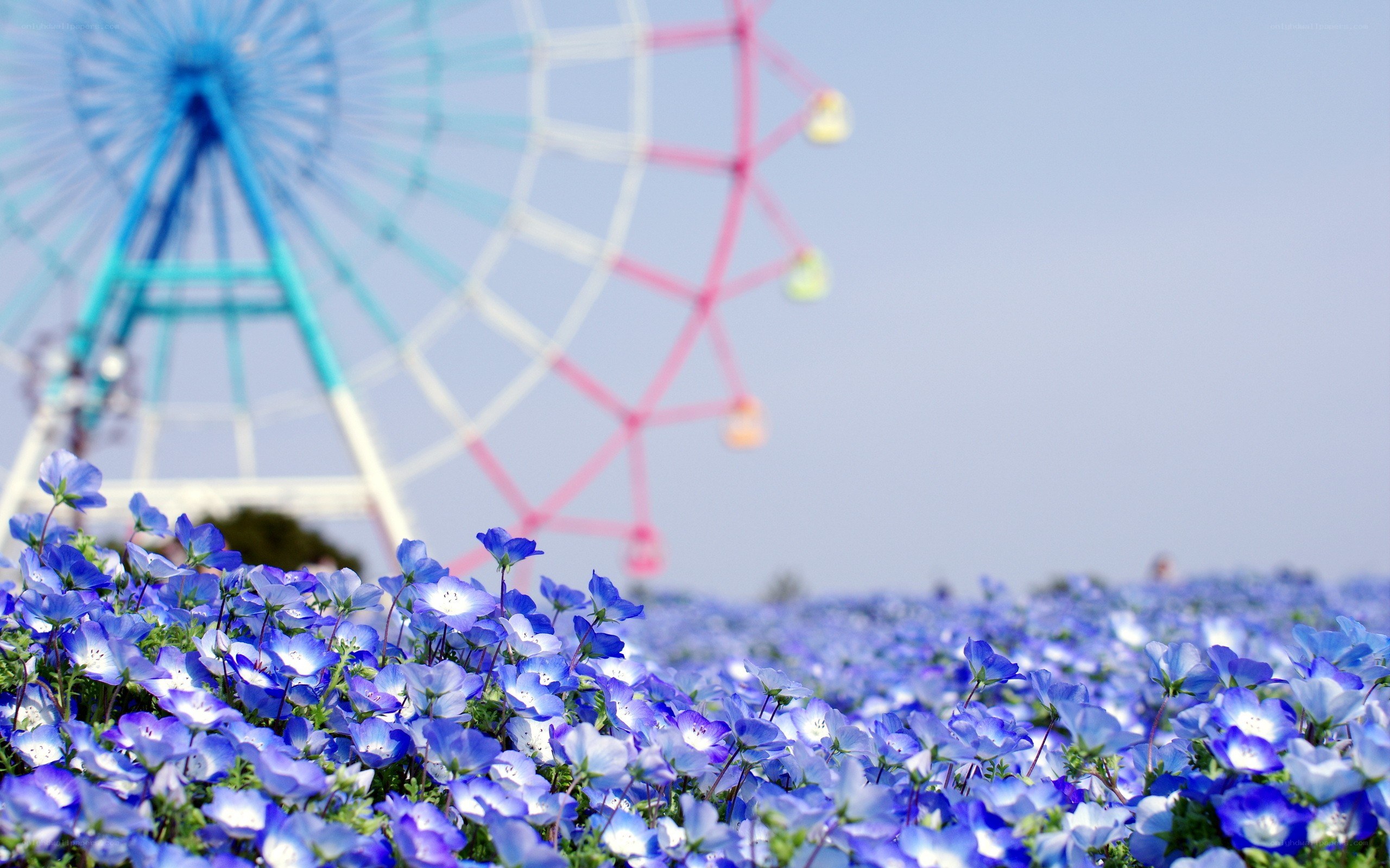 Blue flowers with Ferris wheel