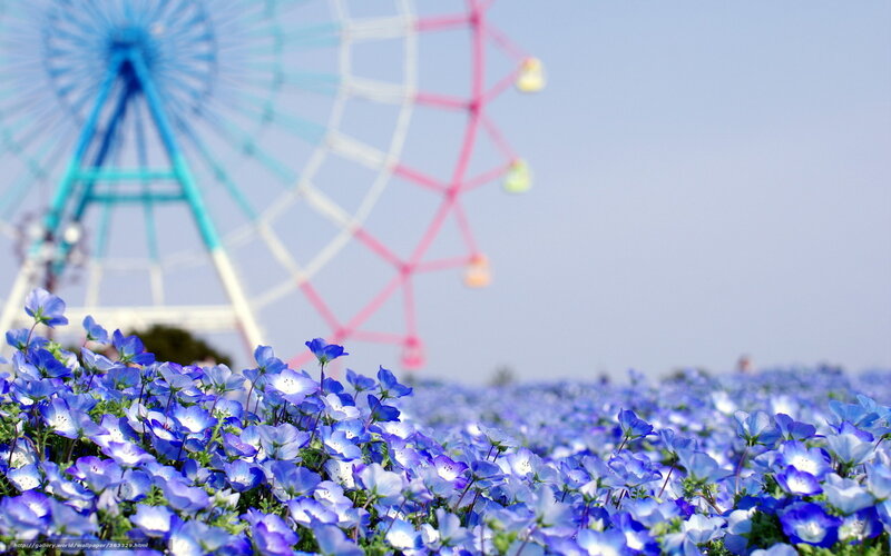 Blue flowers with Ferris wheel