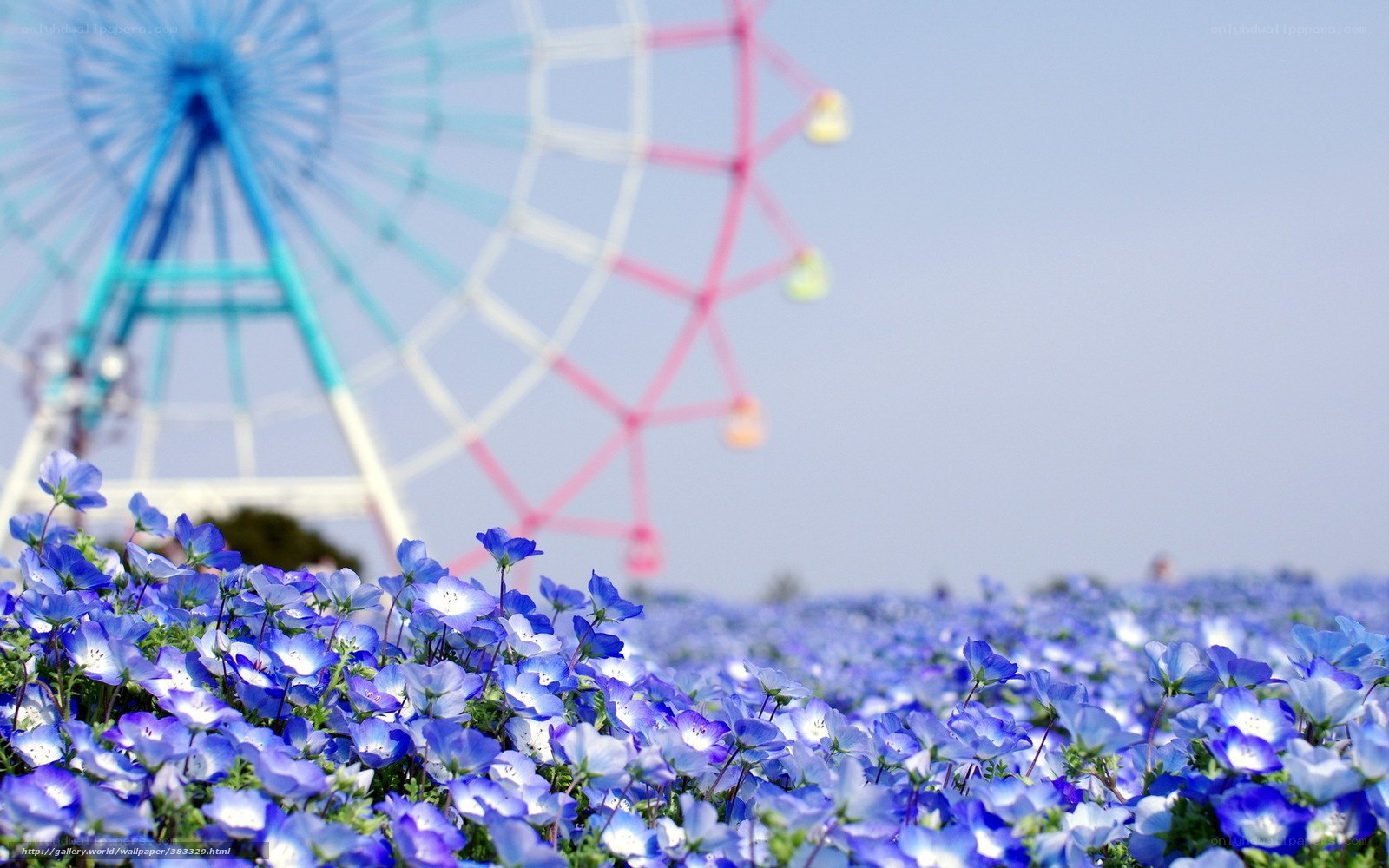 Blue flowers with Ferris wheel