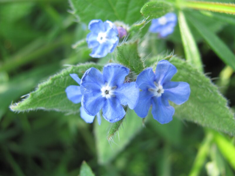 blue flowers with green leaves