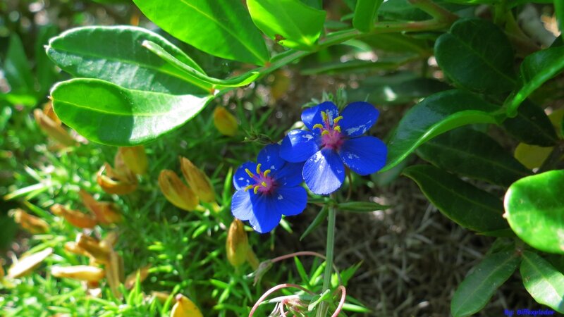 Blue flowers with green leaves