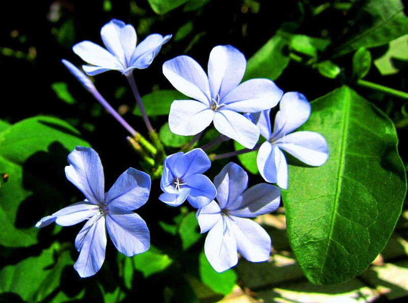 Blue Flowers with Green Leaves — Serene