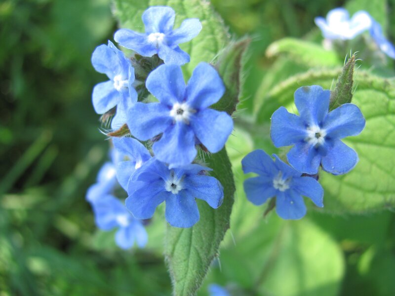 blue flowers with green leaves
