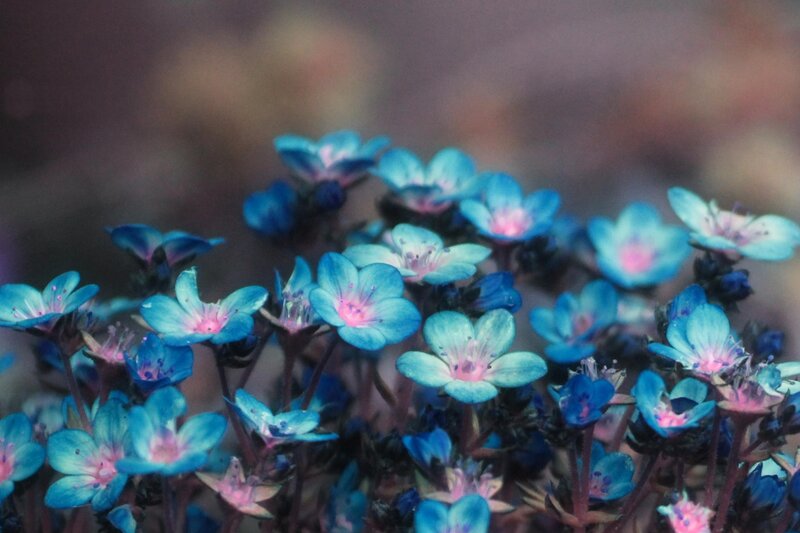 Blue Flowers with Pink Centers
