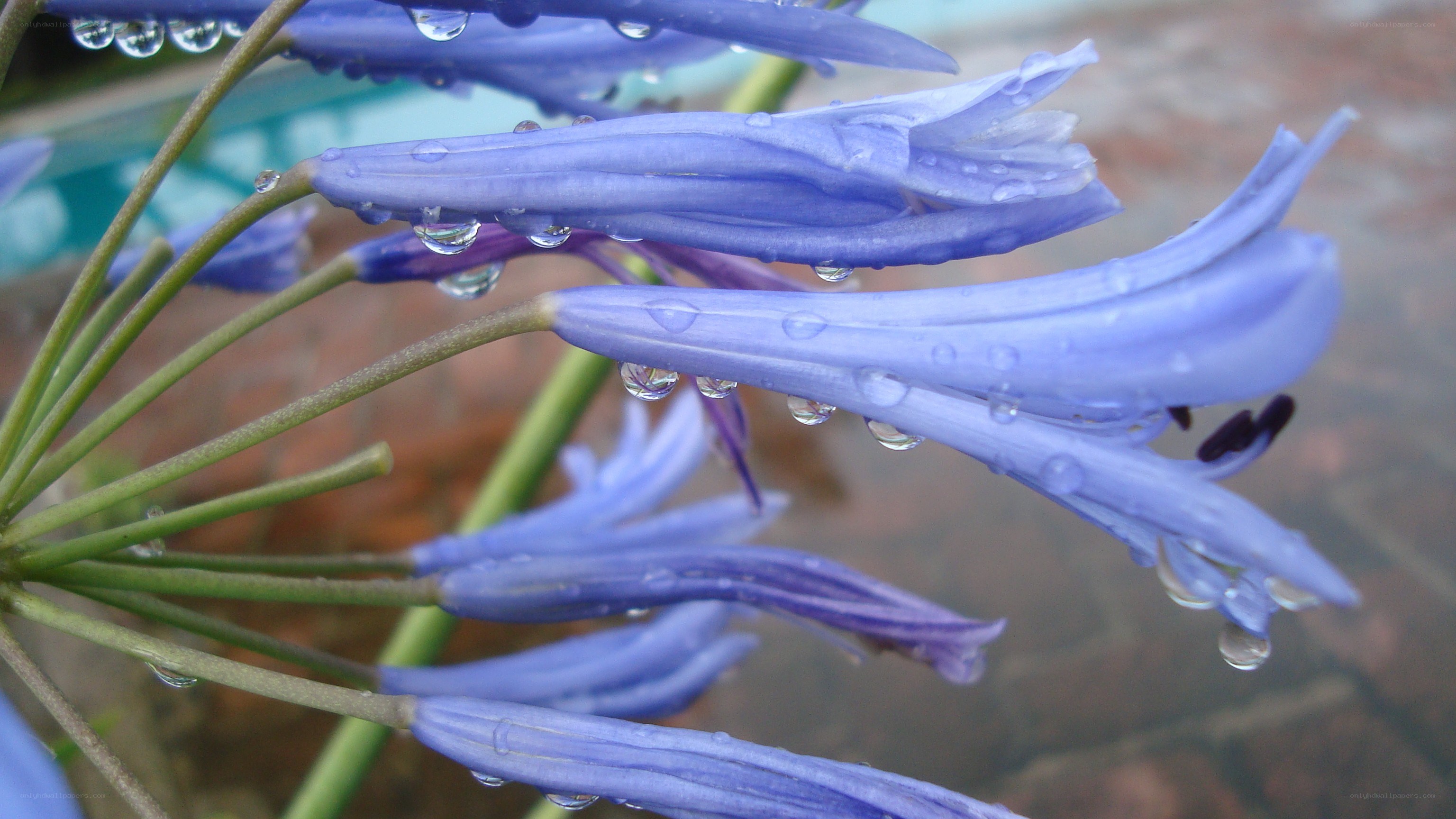 Blue flowers with raindrops