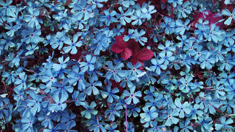 Blue Flowers with Red Leaf