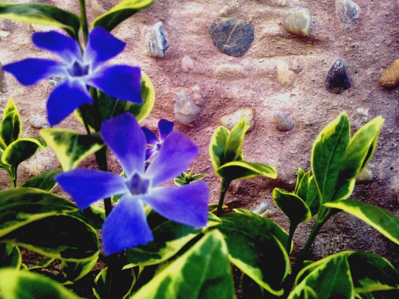 Blue Flowers with Variegated Leaves