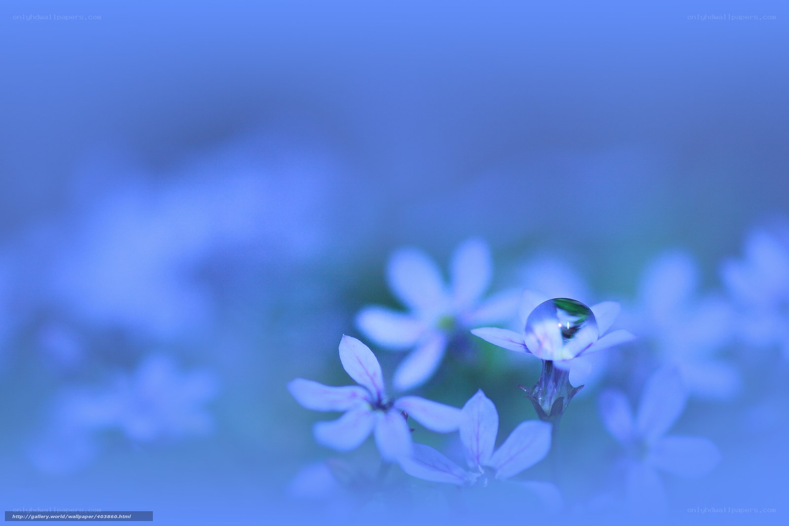Blue flowers with water droplet