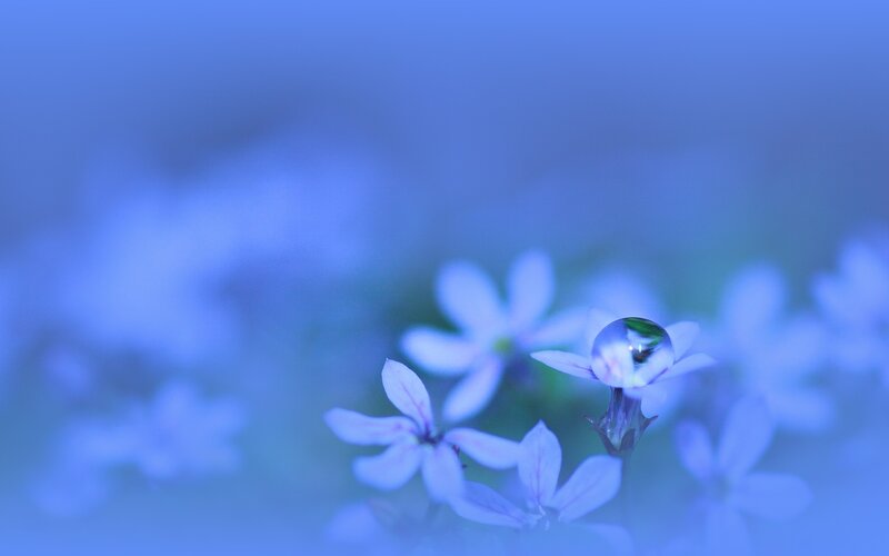 Blue flowers with water droplet