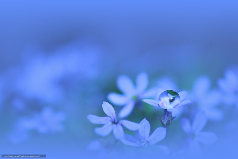 Blue Flowers with Water Droplet — Serene