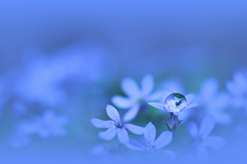 Blue flowers with water droplet