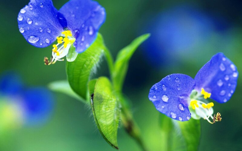 Blue flowers with water droplets