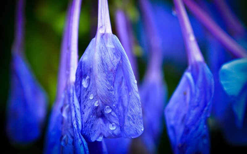 Blue flowers with water droplets