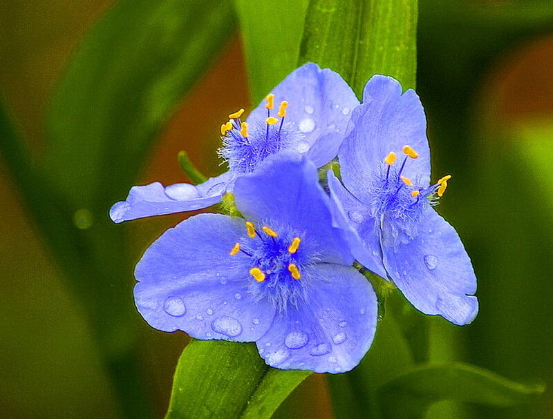 Blue Flowers with Water Droplets — Calm